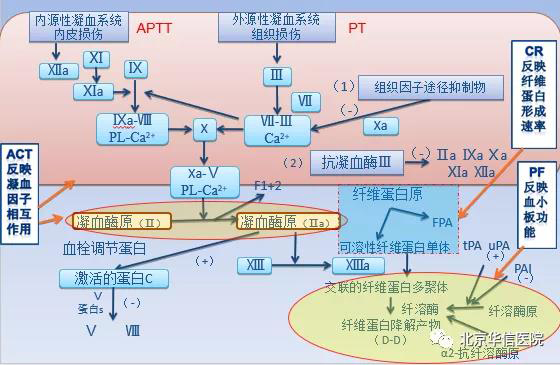 快速,精准,输血科开展凝血与血小板功能检测更好地服务临床
